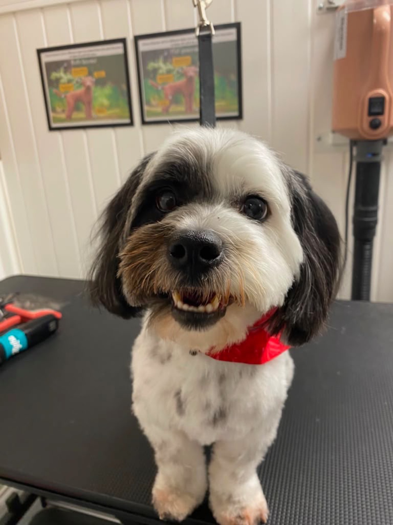 Dog Grooming