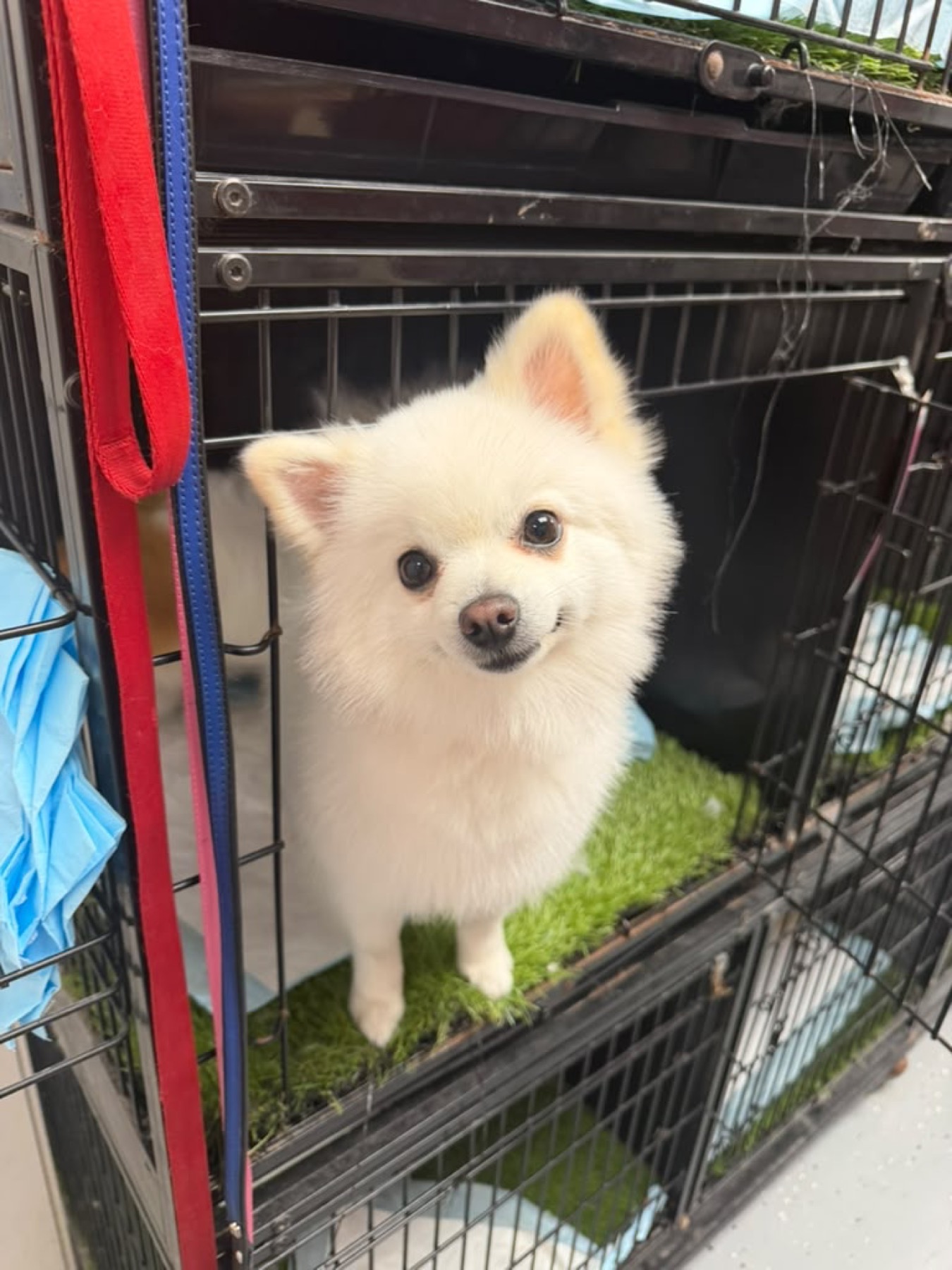 Small dog in Chihuaguau boarding care